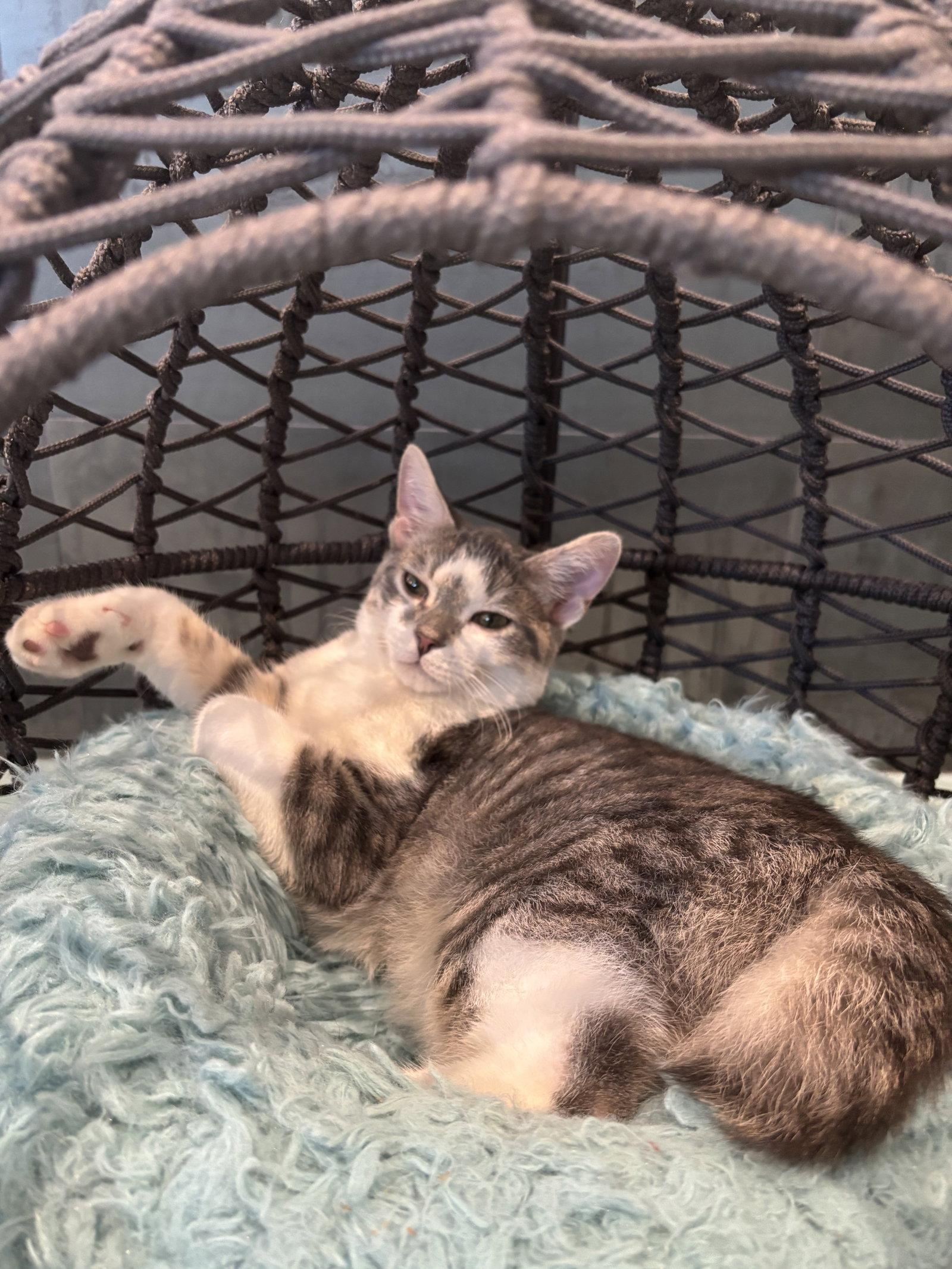 Enlarge Chip, a Adoptable Domestic Short Hair in Oakboro , NC image 2/2