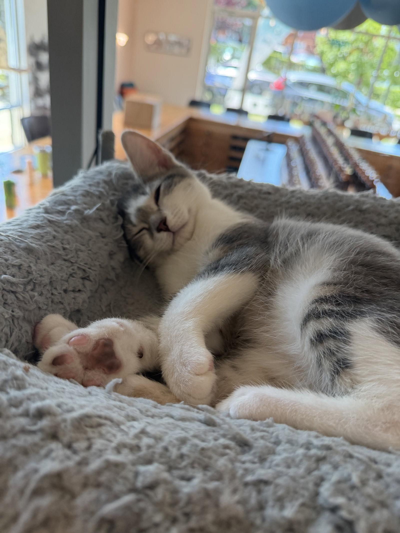 Chip, a Adoptable Domestic Short Hair in Oakboro , NC image 2/3