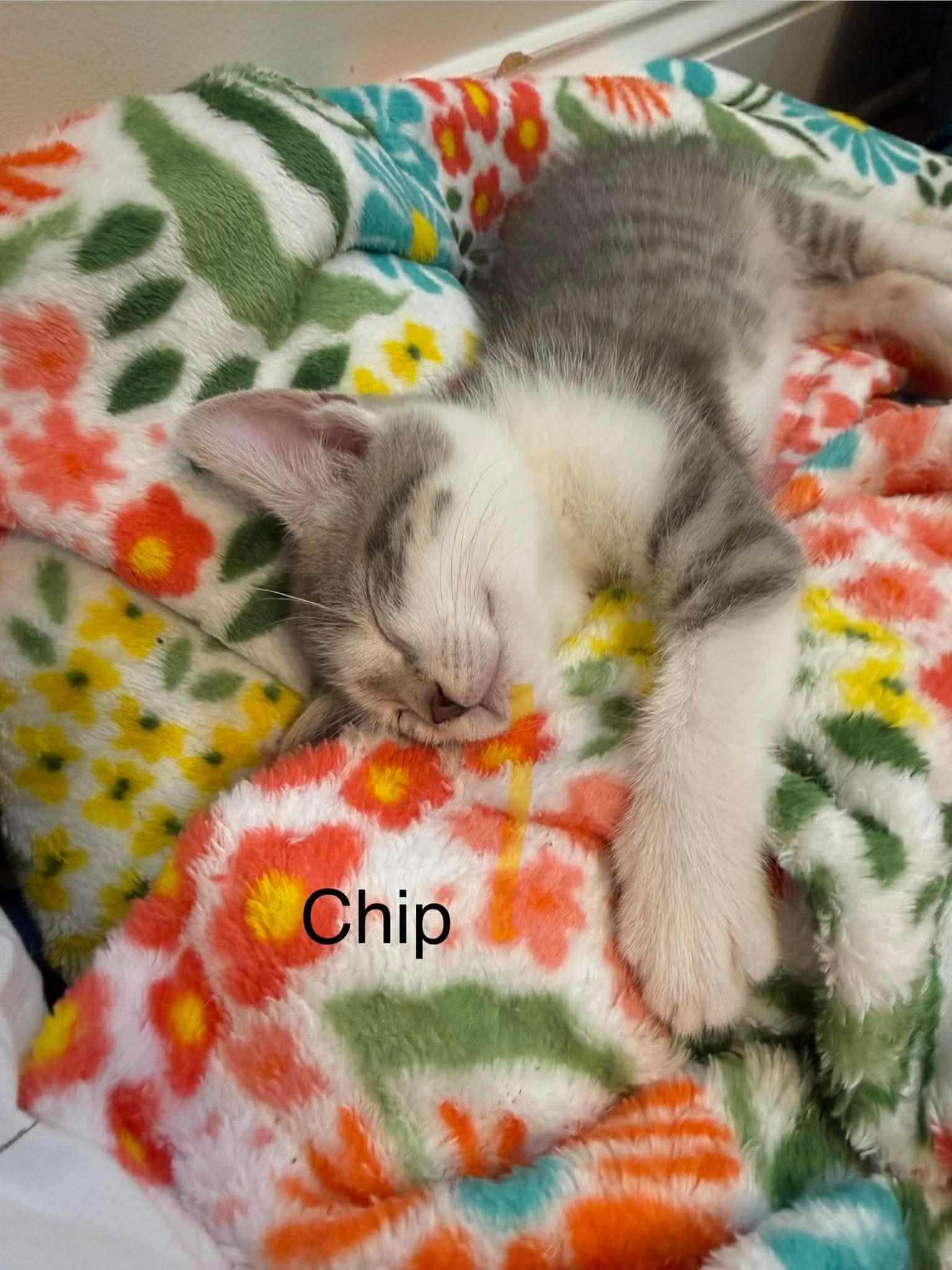 Chip, a Adoptable Domestic Short Hair in Oakboro , NC image 2/3