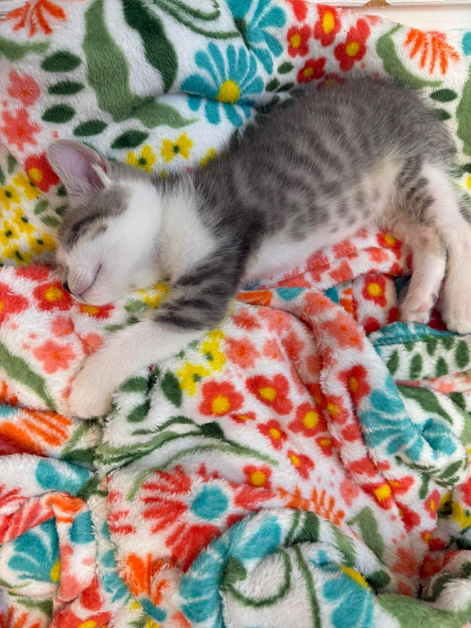 Chip, a Adoptable Domestic Short Hair in Oakboro , NC image 3/3