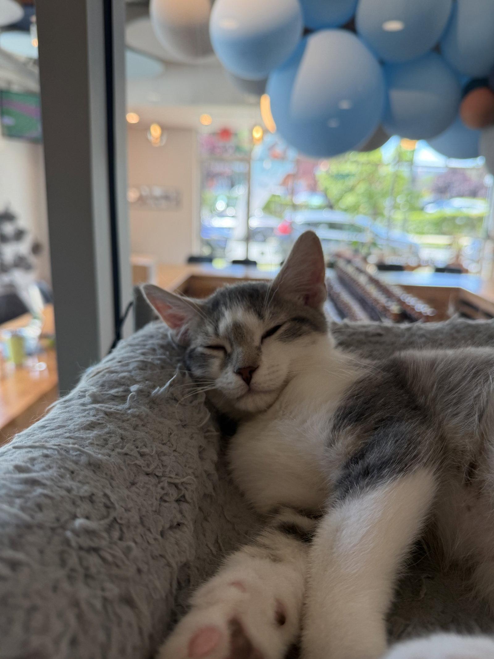 Chip, a Adoptable Domestic Short Hair in Oakboro , NC image 3/3