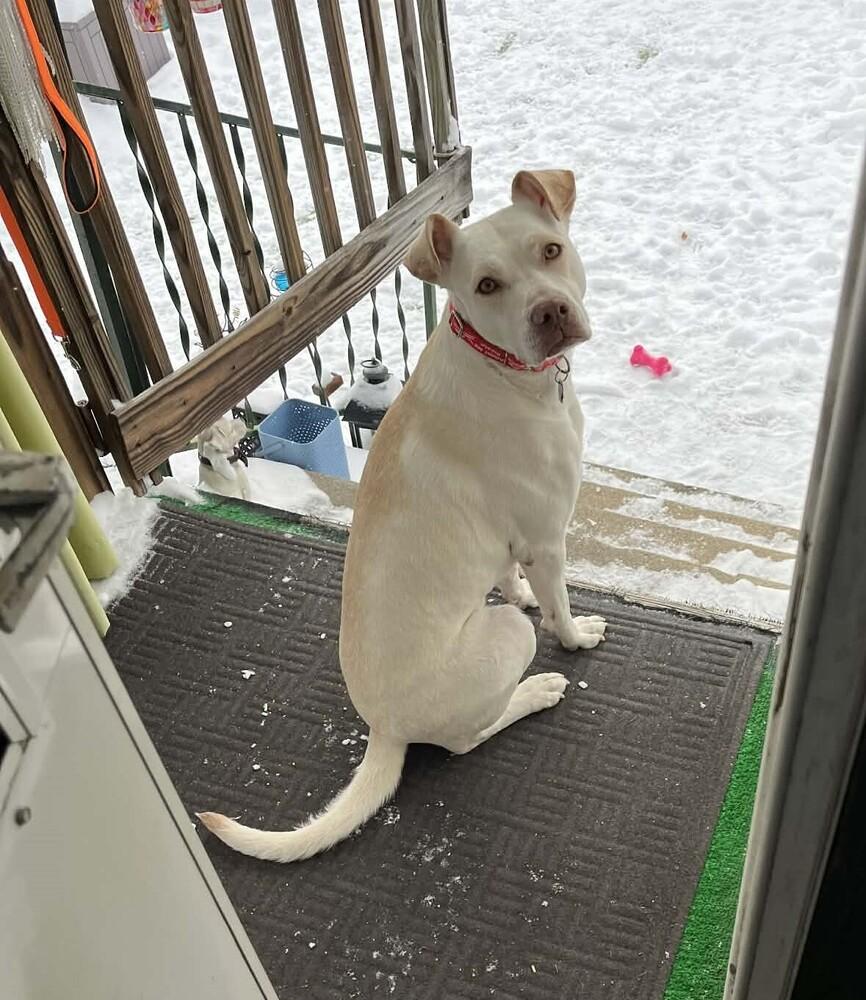 Jacey, Adoptable, Adult Female Labrador Retriever & American Bully.