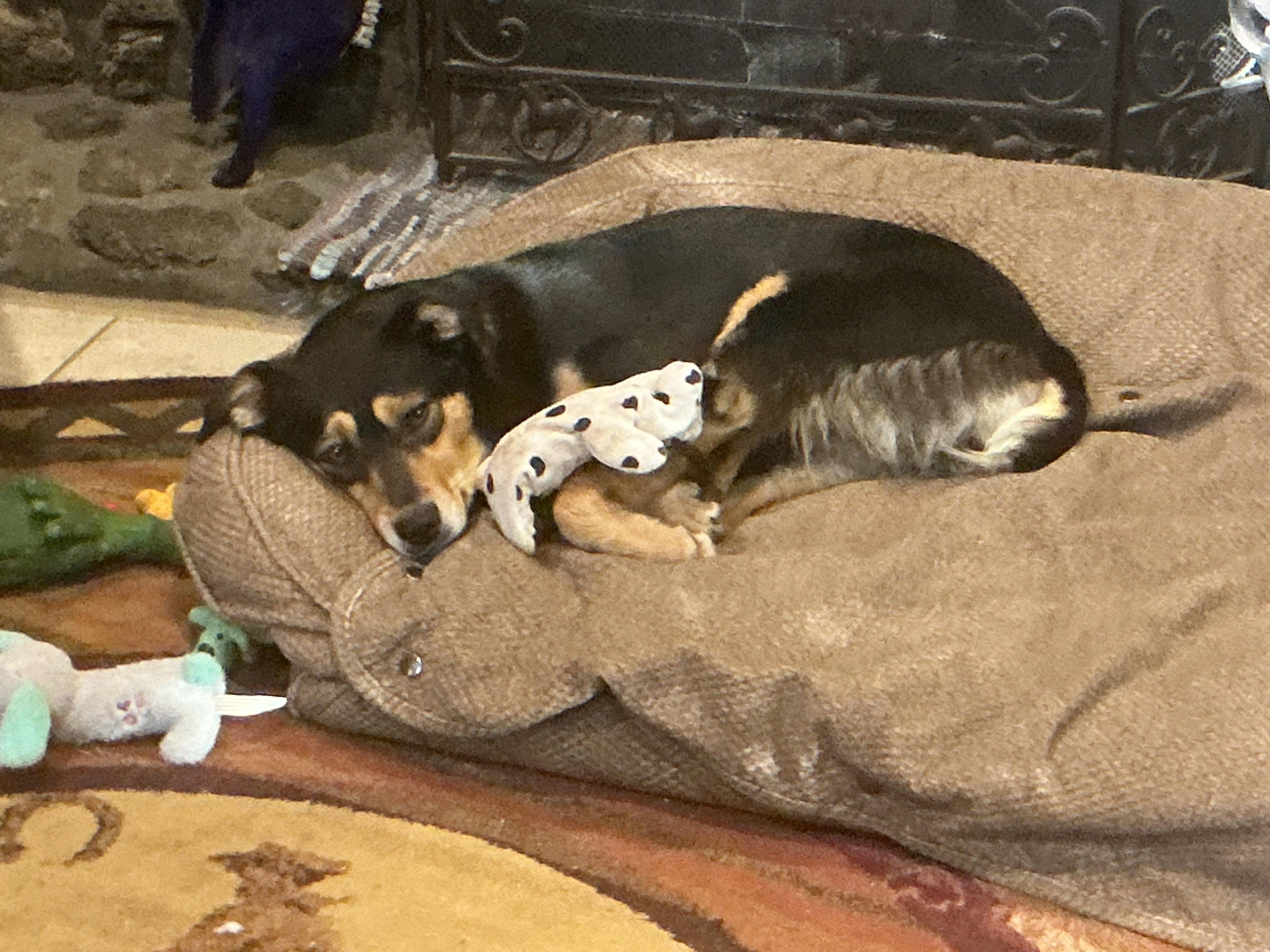BESS, an adopted Australian Kelpie in Dubois, WY image 2/6
