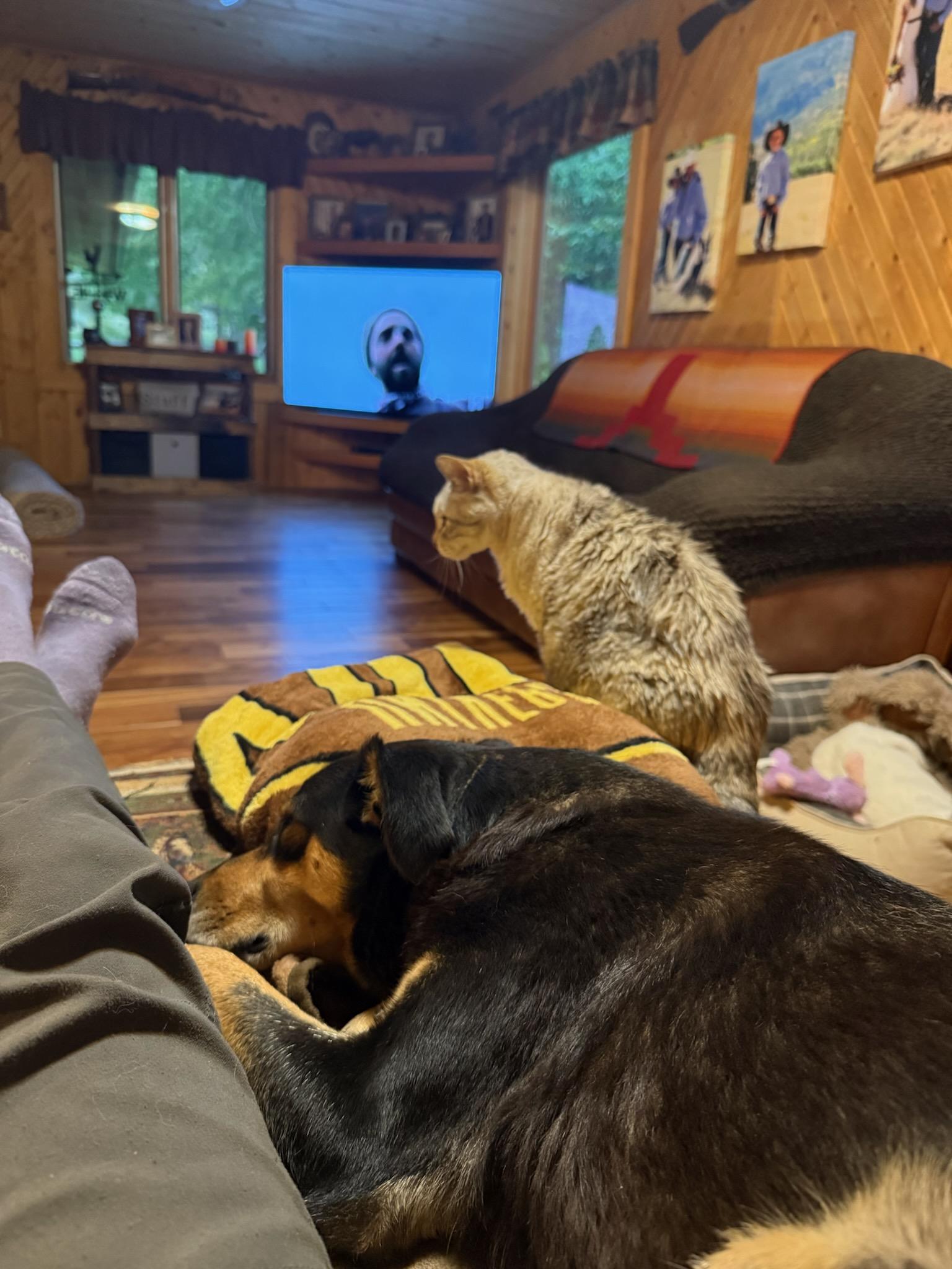 Enlarge BESS, a ADOPTABLE Australian Kelpie in Dubois, WY image 5/5