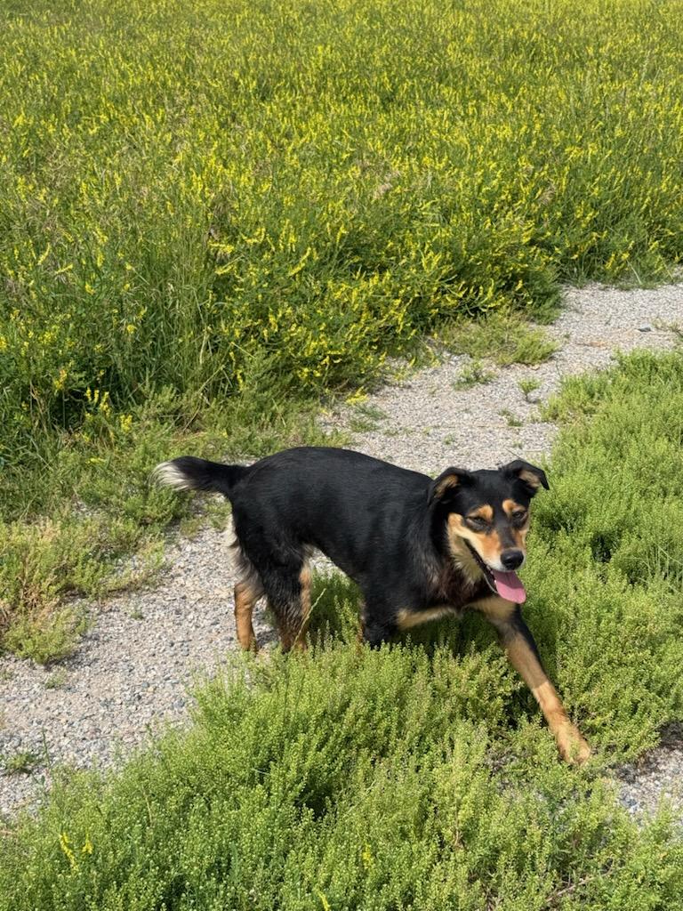 BESS, an adopted Australian Kelpie in Dubois, WY image 5/6