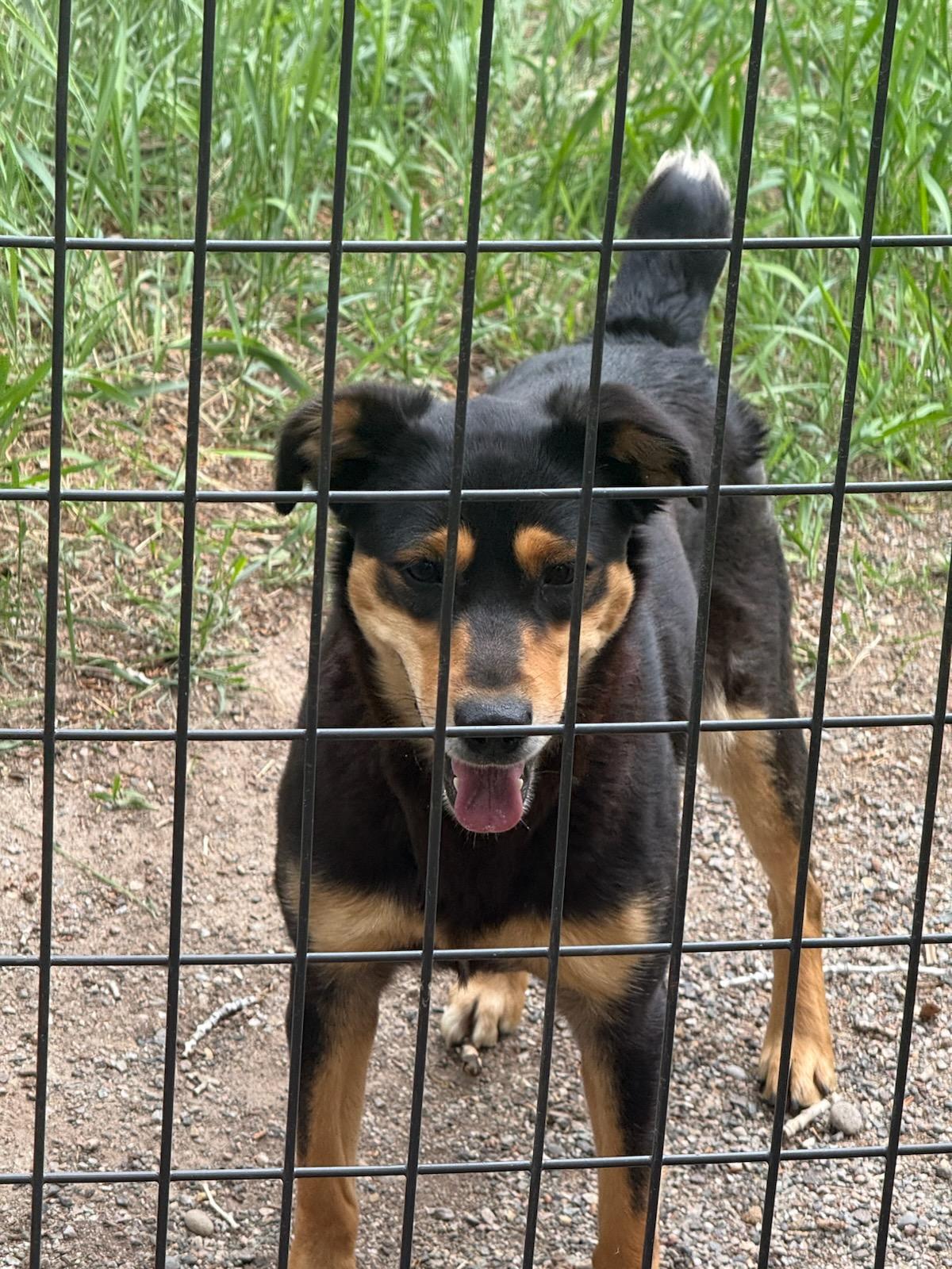 BESS, ADOPTABLE, Young Female Australian Kelpie.