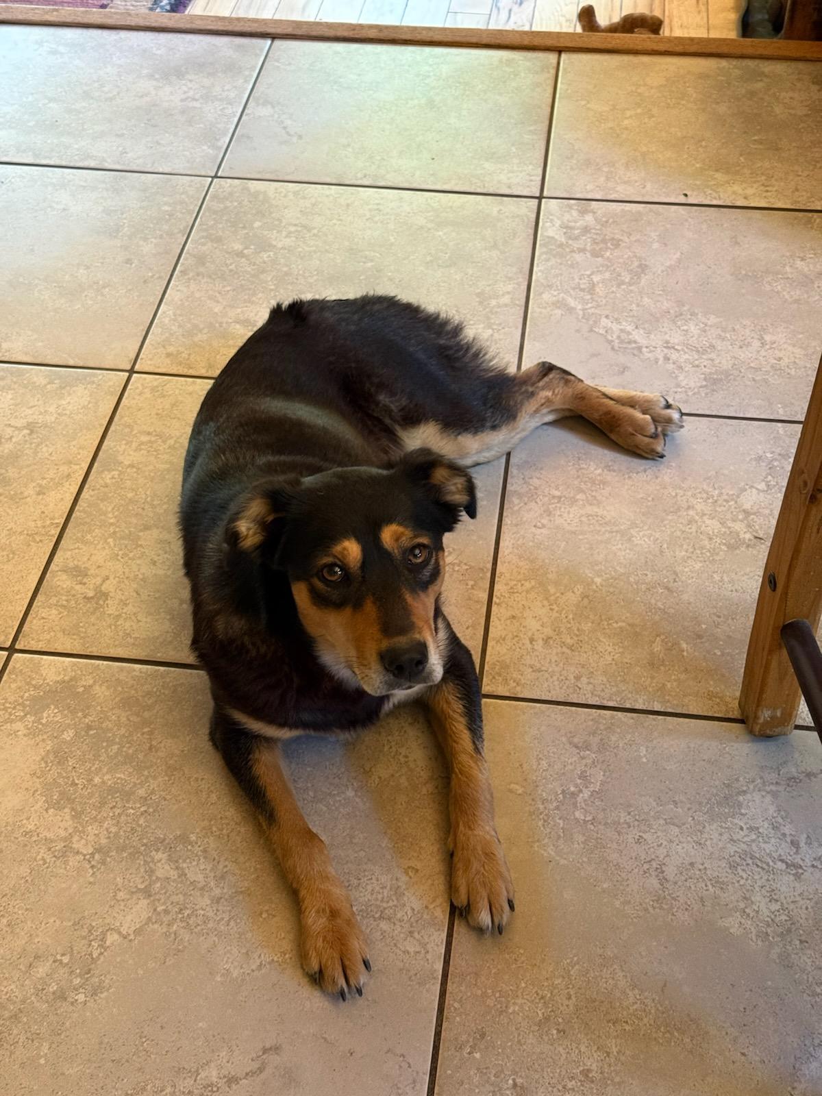 Enlarge BESS, a ADOPTABLE Australian Kelpie in Dubois, WY image 4/5