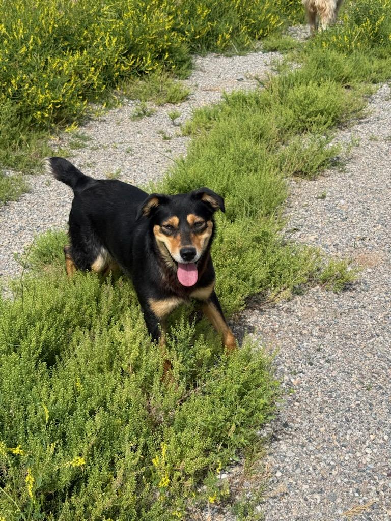 BESS, an adopted Australian Kelpie in Dubois, WY image 6/6