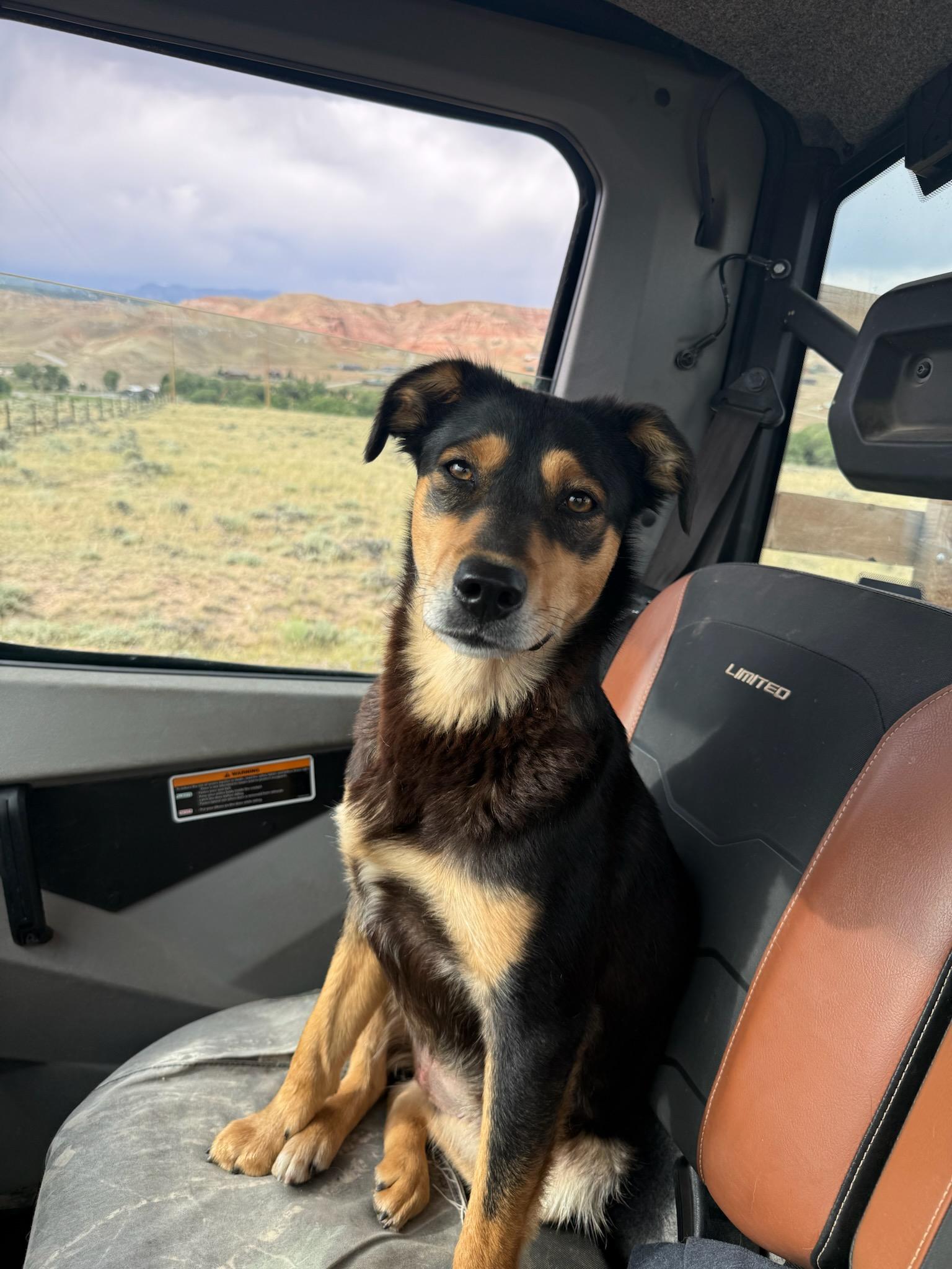 BESS, adopted, Young Female Australian Kelpie.