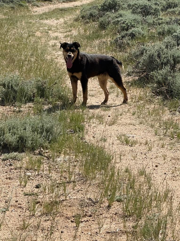Enlarge BESS, a ADOPTABLE Australian Kelpie in Dubois, WY image 2/5