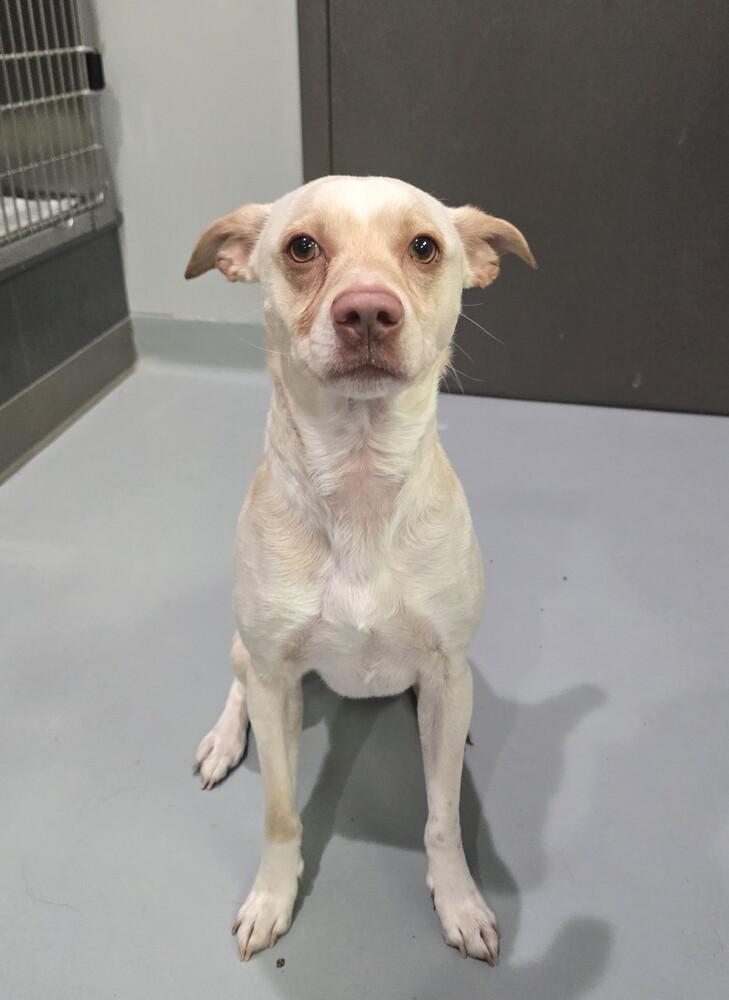 Enlarge Milo, a Adoptable mixed breed in Wellington, KS image 1/3