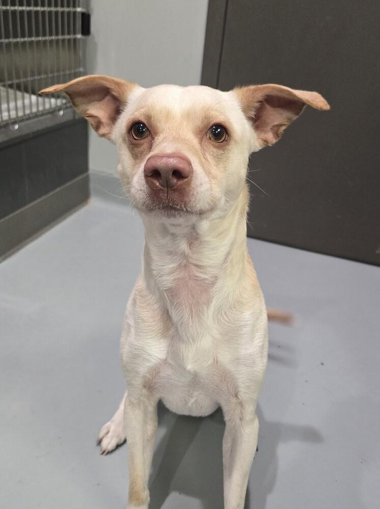 Enlarge Milo, a Adoptable mixed breed in Wellington, KS image 2/3