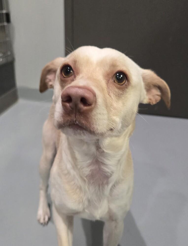 Enlarge Milo, a Adoptable mixed breed in Wellington, KS image 3/3