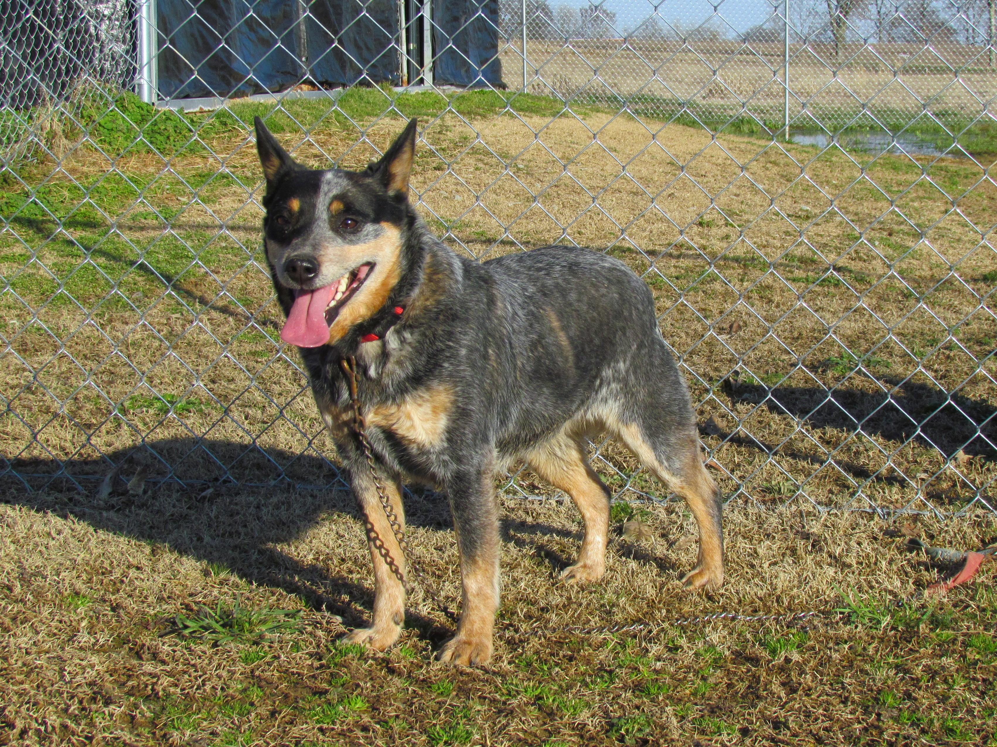 WINDY, a Adoptable Australian Cattle Dog / Blue Heeler in Newburgh, NY image 5/6