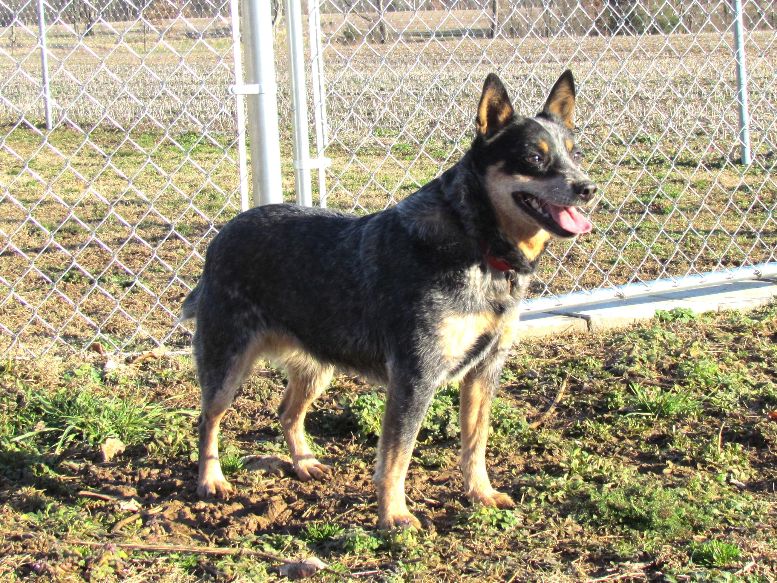 WINDY, a Adoptable Australian Cattle Dog / Blue Heeler in Newburgh, NY image 2/6
