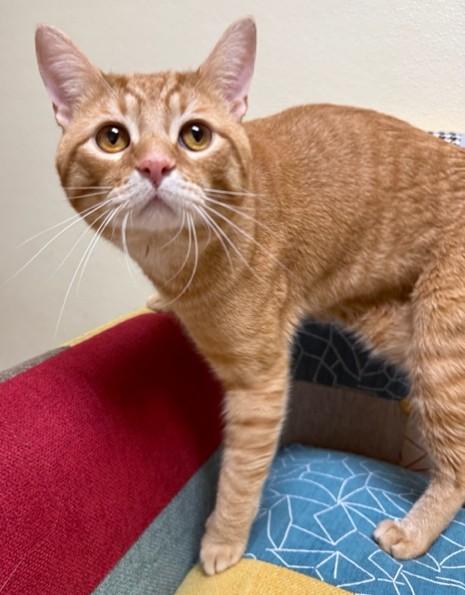 Deigo, ADOPTABLE, Adult Male Domestic Short Hair.