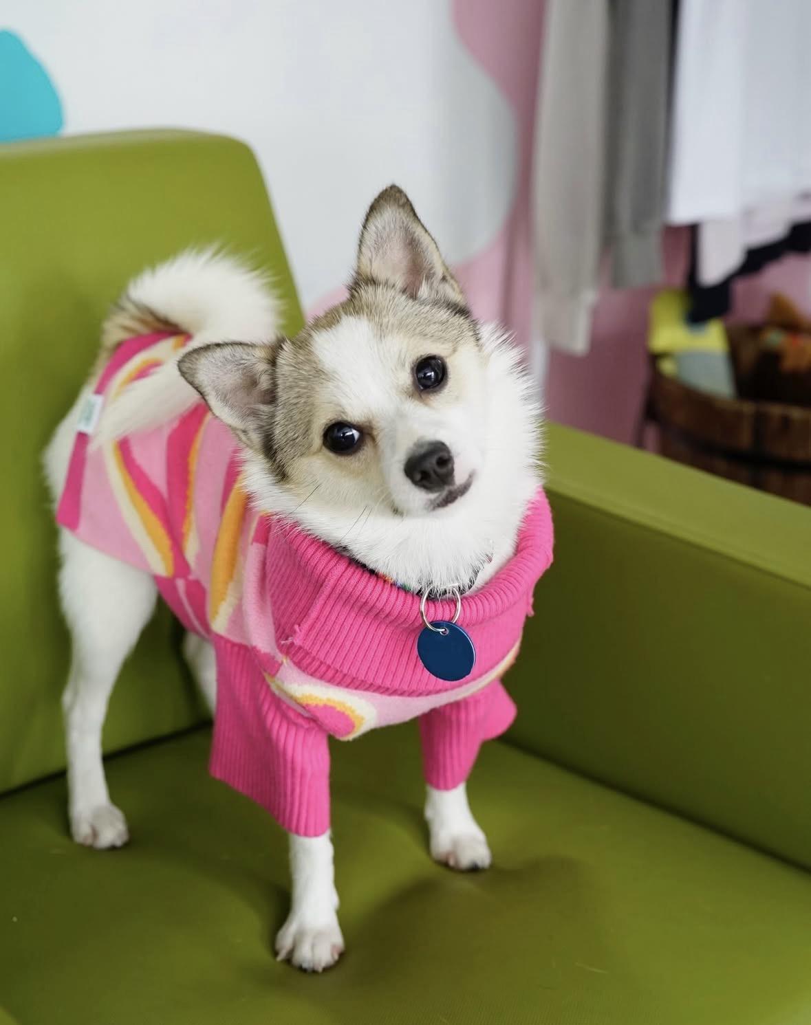 Cosette, ADOPTABLE, Young Female Pomeranian.