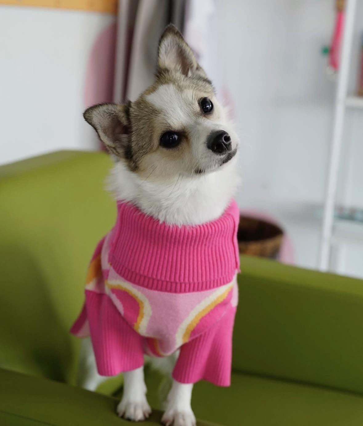 Enlarge Cosette, a ADOPTABLE mixed breed in Pasadena, CA image 6/6