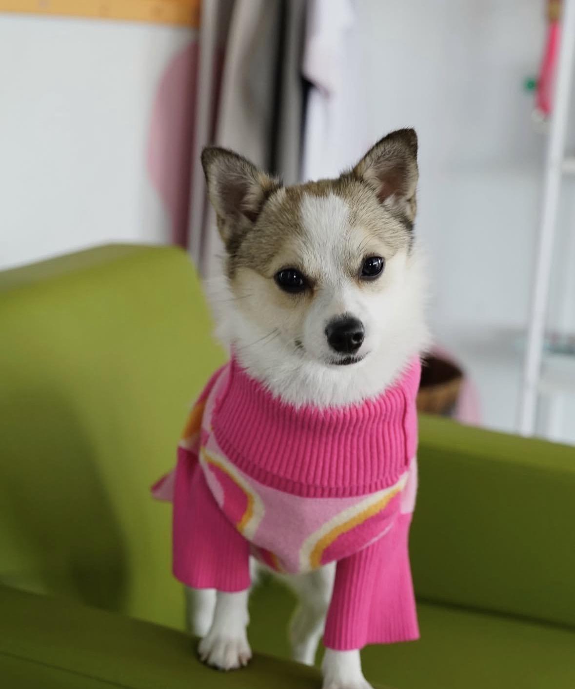 Enlarge Cosette, a ADOPTABLE mixed breed in Pasadena, CA image 5/6