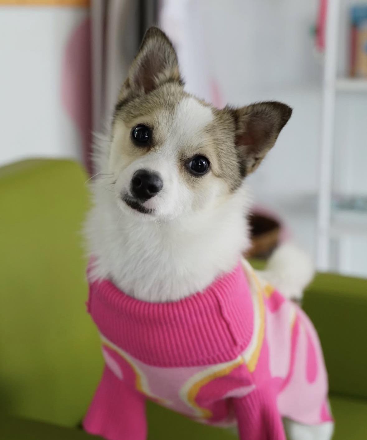 Enlarge Cosette, a ADOPTABLE mixed breed in Pasadena, CA image 3/6