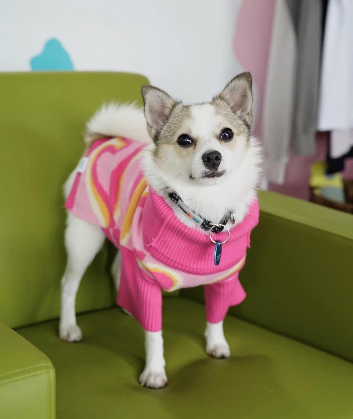 Enlarge Cosette, a ADOPTABLE mixed breed in Pasadena, CA image 4/6