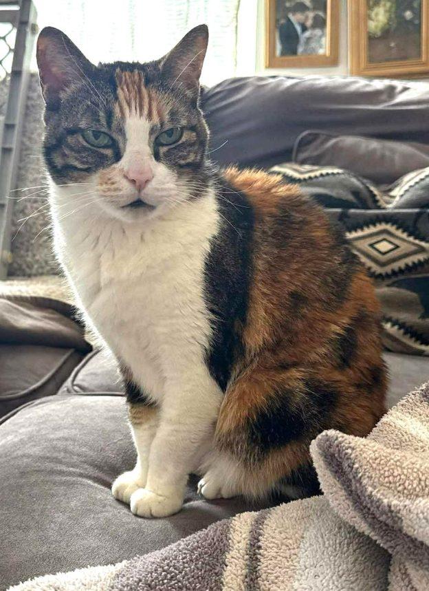 Journey, an adoptable Calico in Wasilla, AK, 99654 | Photo Image 1