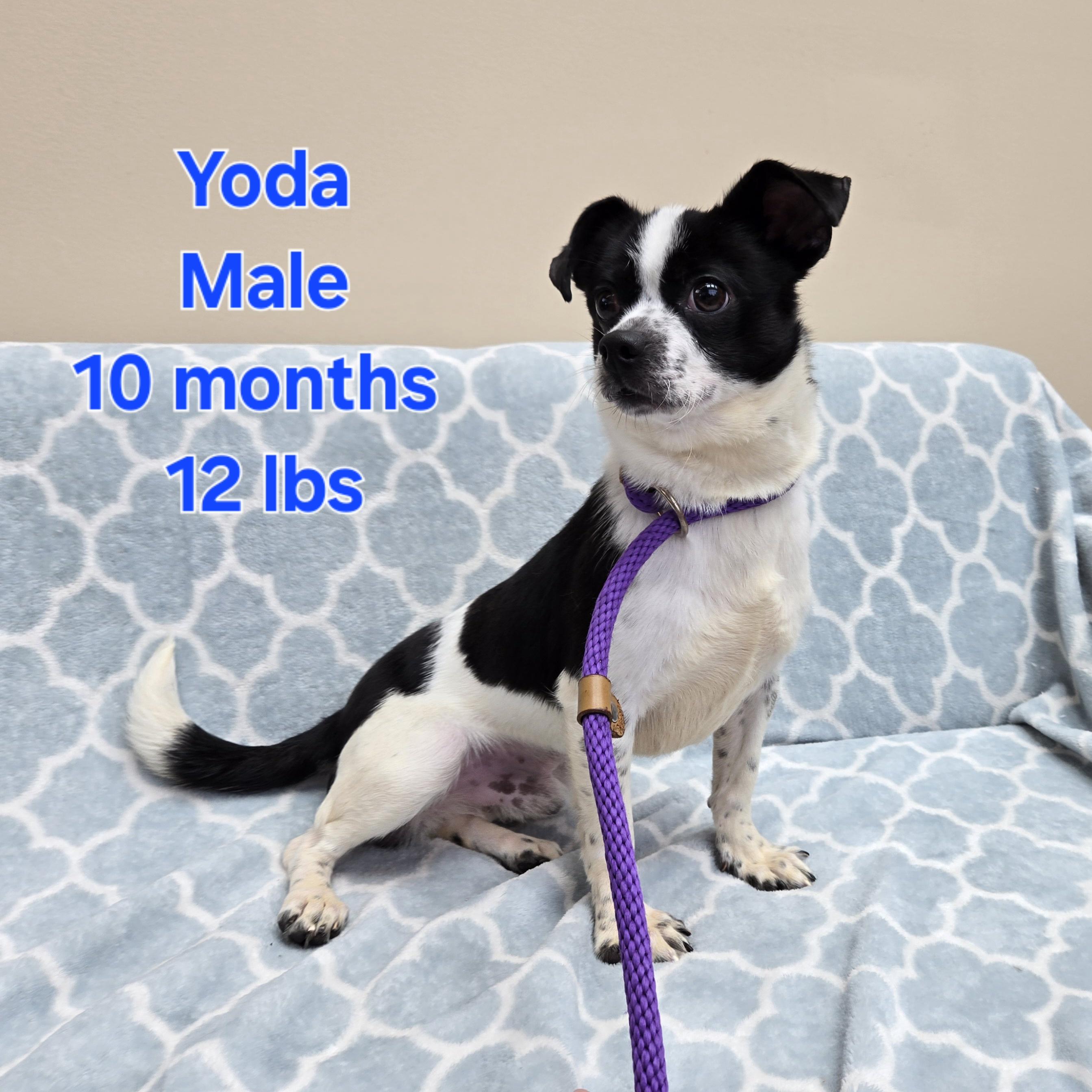 Yoda