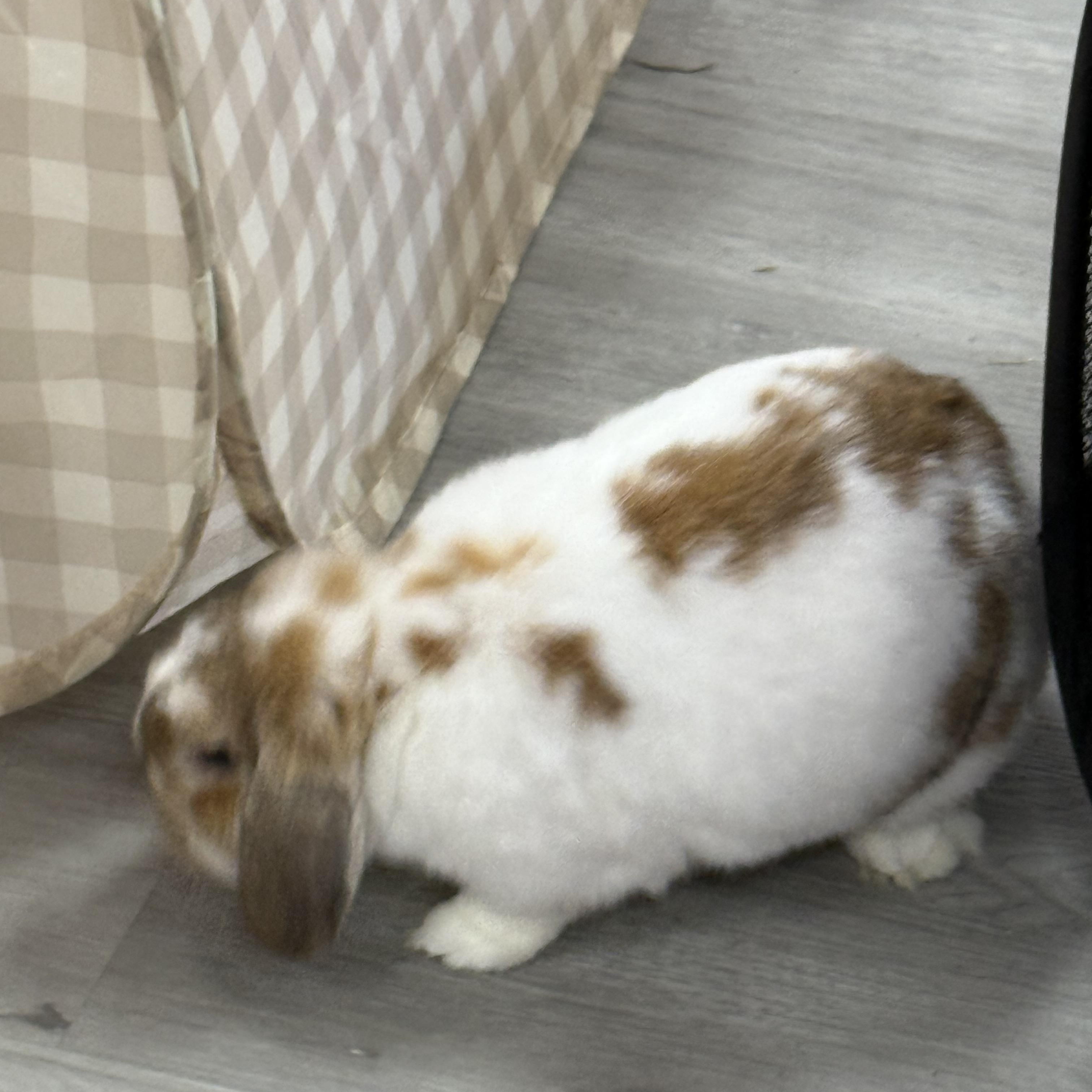 Symphony , ADOPTABLE, Adult Female Mini Lop.