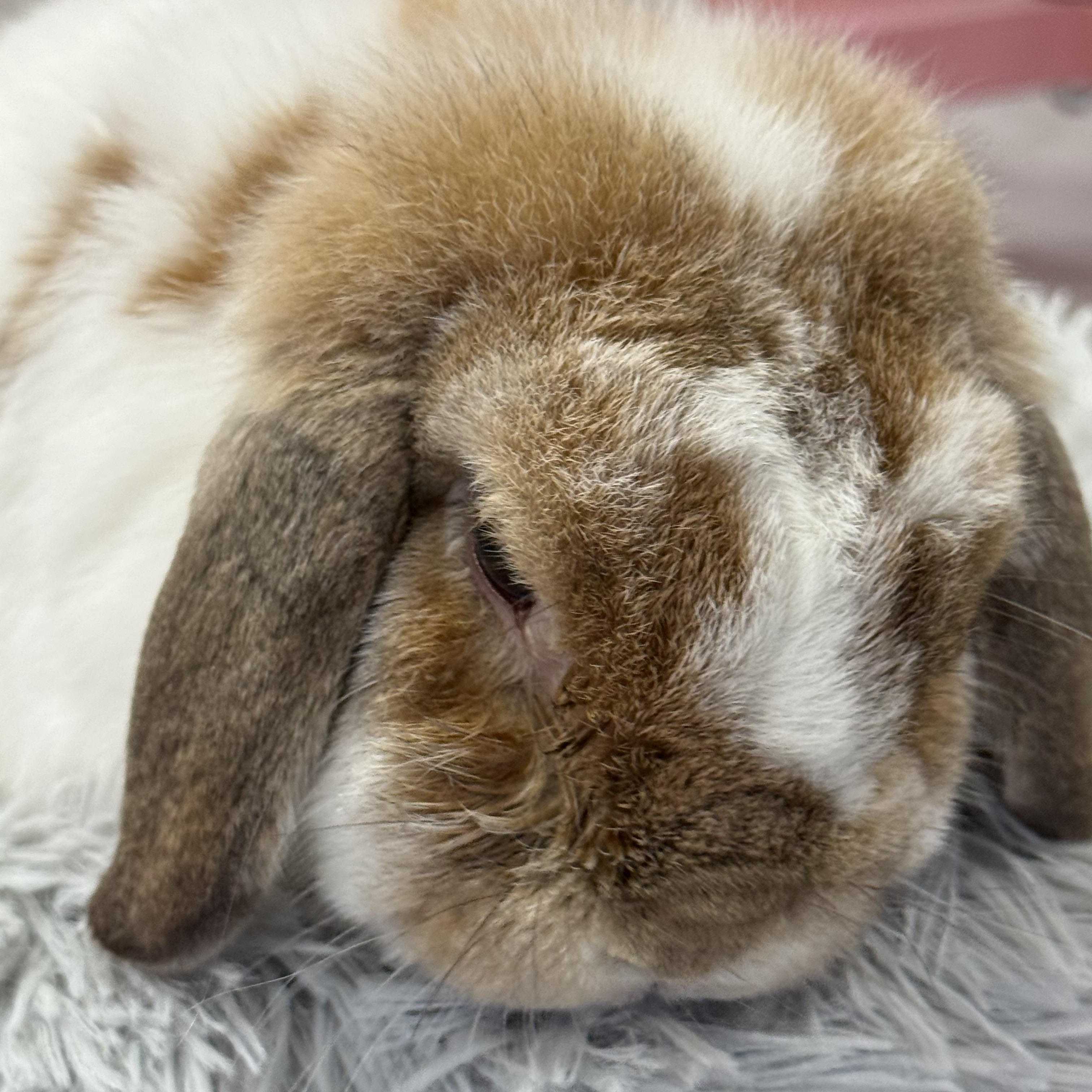 Enlarge Symphony , a ADOPTABLE Mini Lop in St. Charles, MO image 6/6