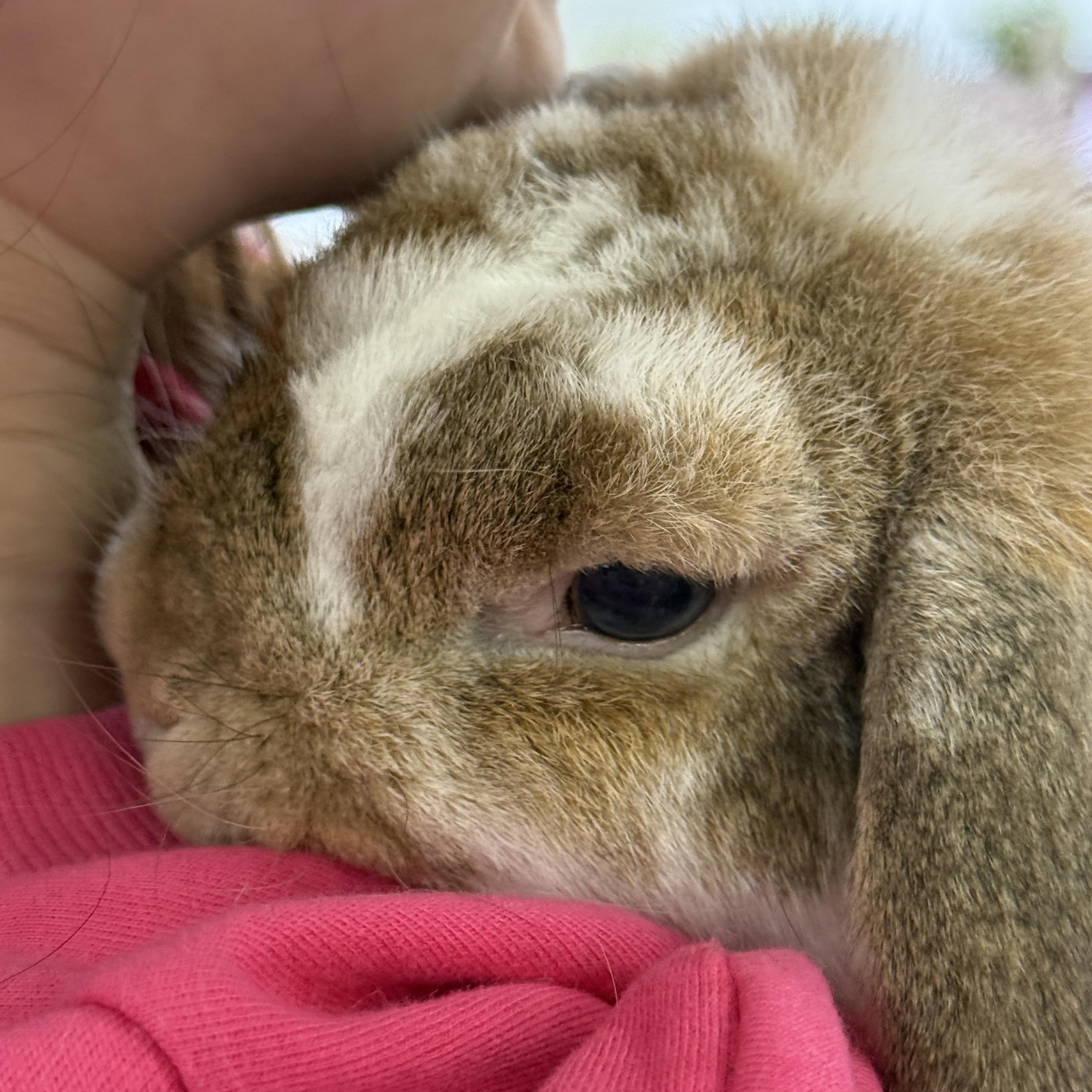 Enlarge Symphony , a ADOPTABLE Mini Lop in St. Charles, MO image 5/6
