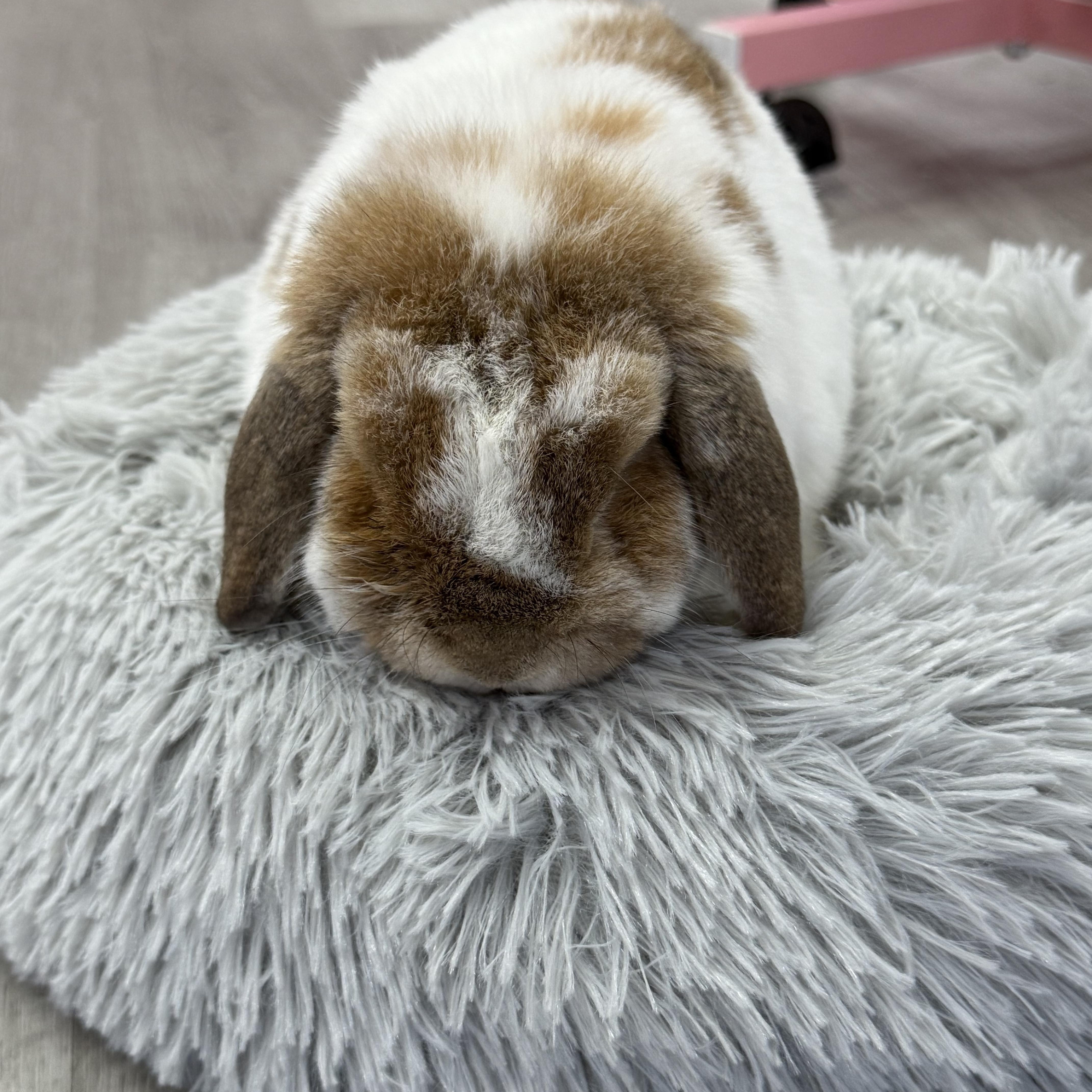 Enlarge Symphony , a ADOPTABLE Mini Lop in St. Charles, MO image 4/6