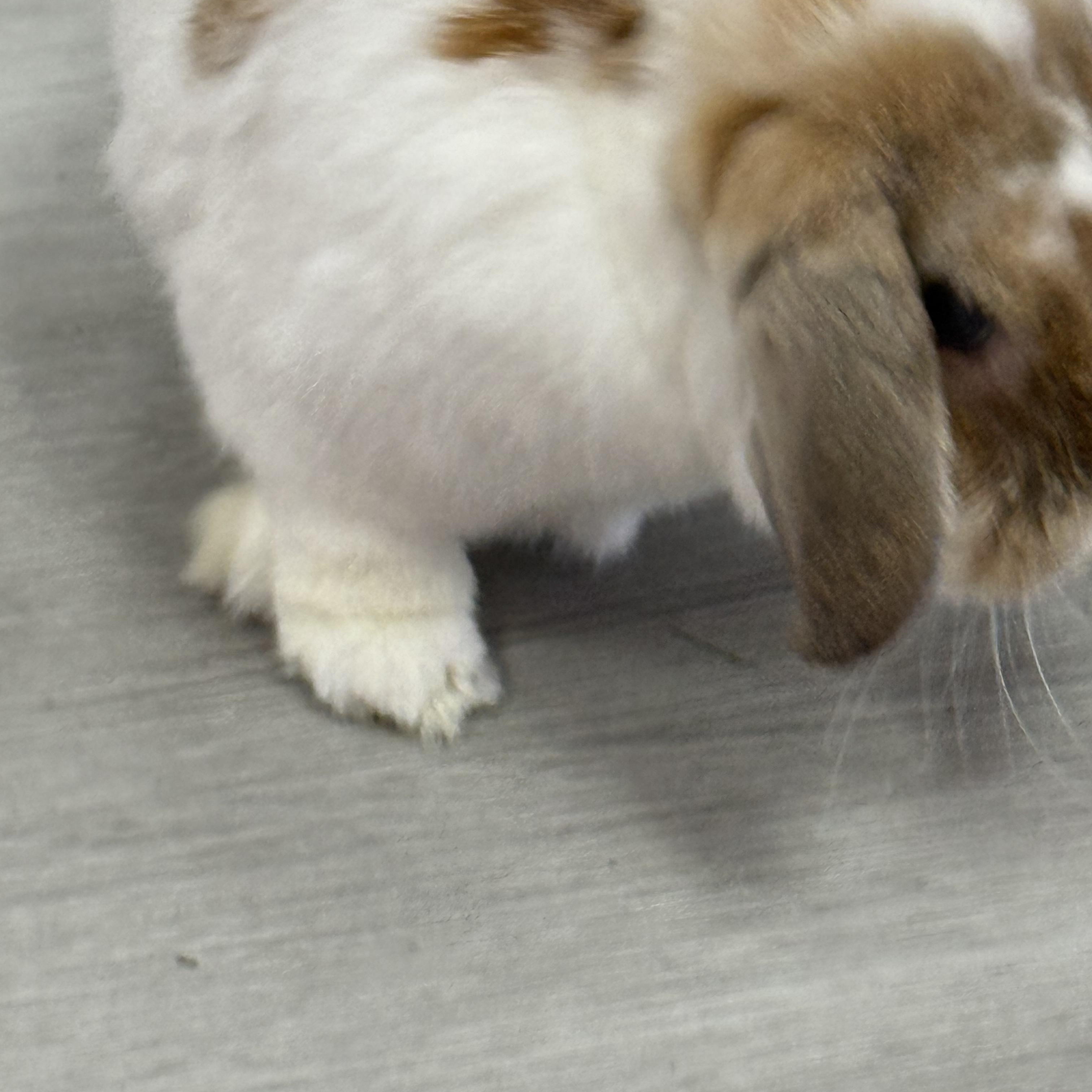 Enlarge Symphony , a ADOPTABLE Mini Lop in St. Charles, MO image 3/6