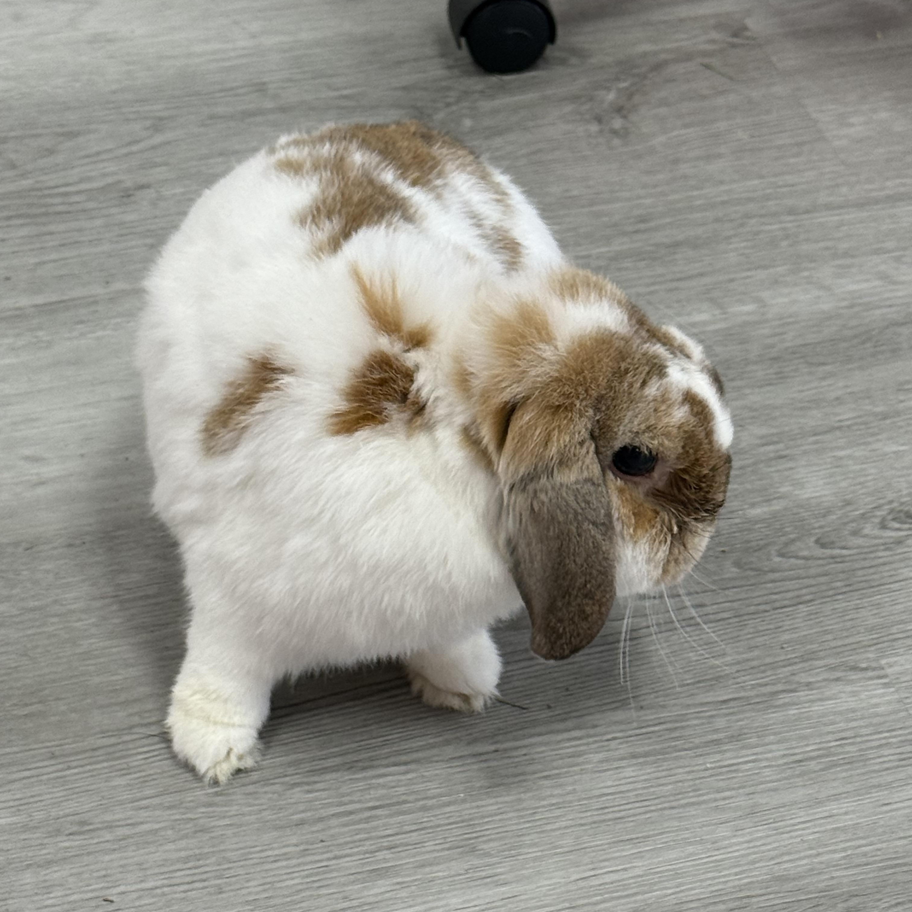 Enlarge Symphony , a ADOPTABLE Mini Lop in St. Charles, MO image 2/6