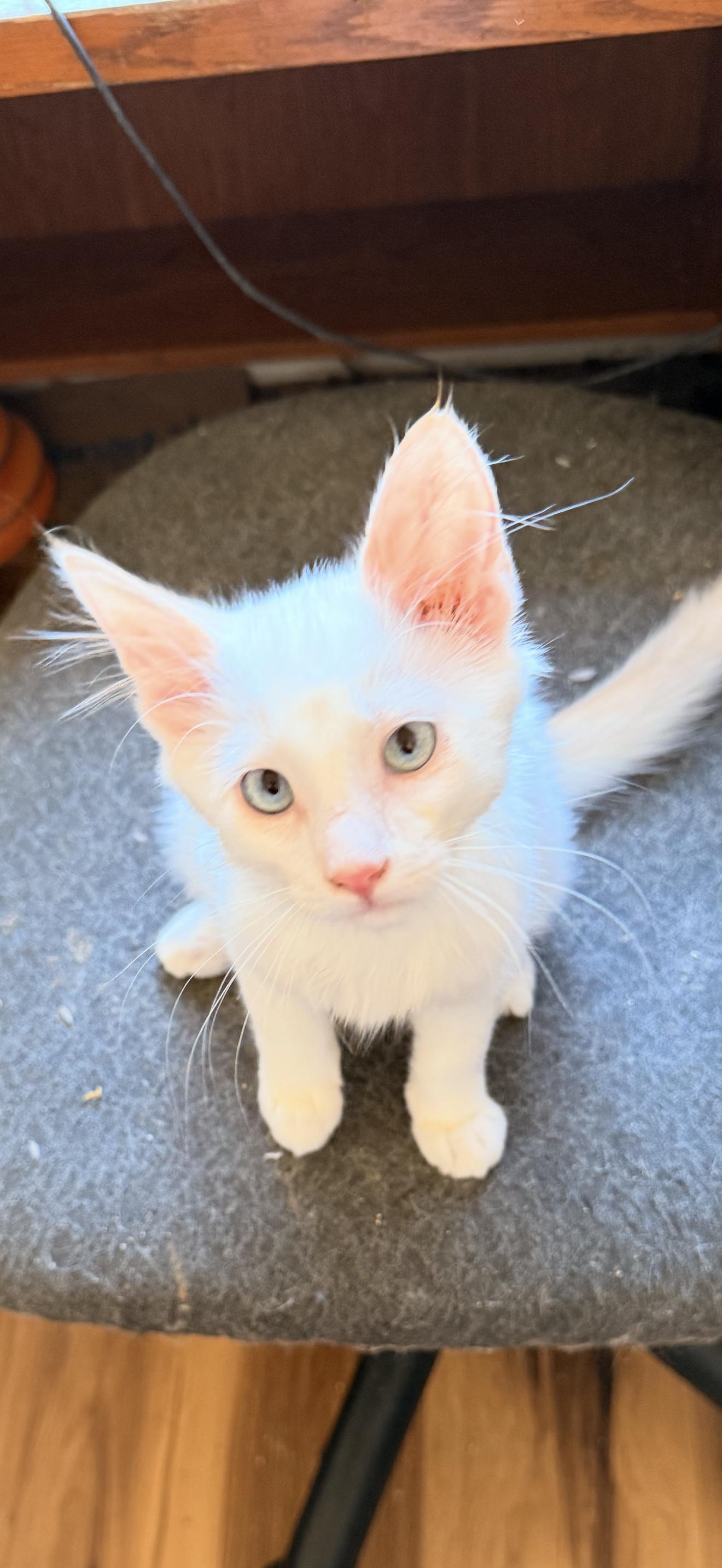 Kirby, Adopted, Kitten Male Domestic Medium Hair.
