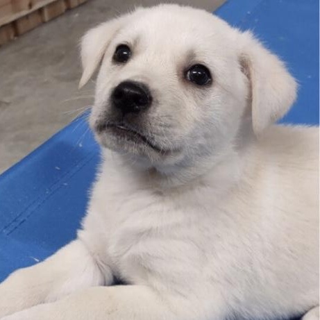 Bravo, adopted, Puppy Male Golden Retriever.