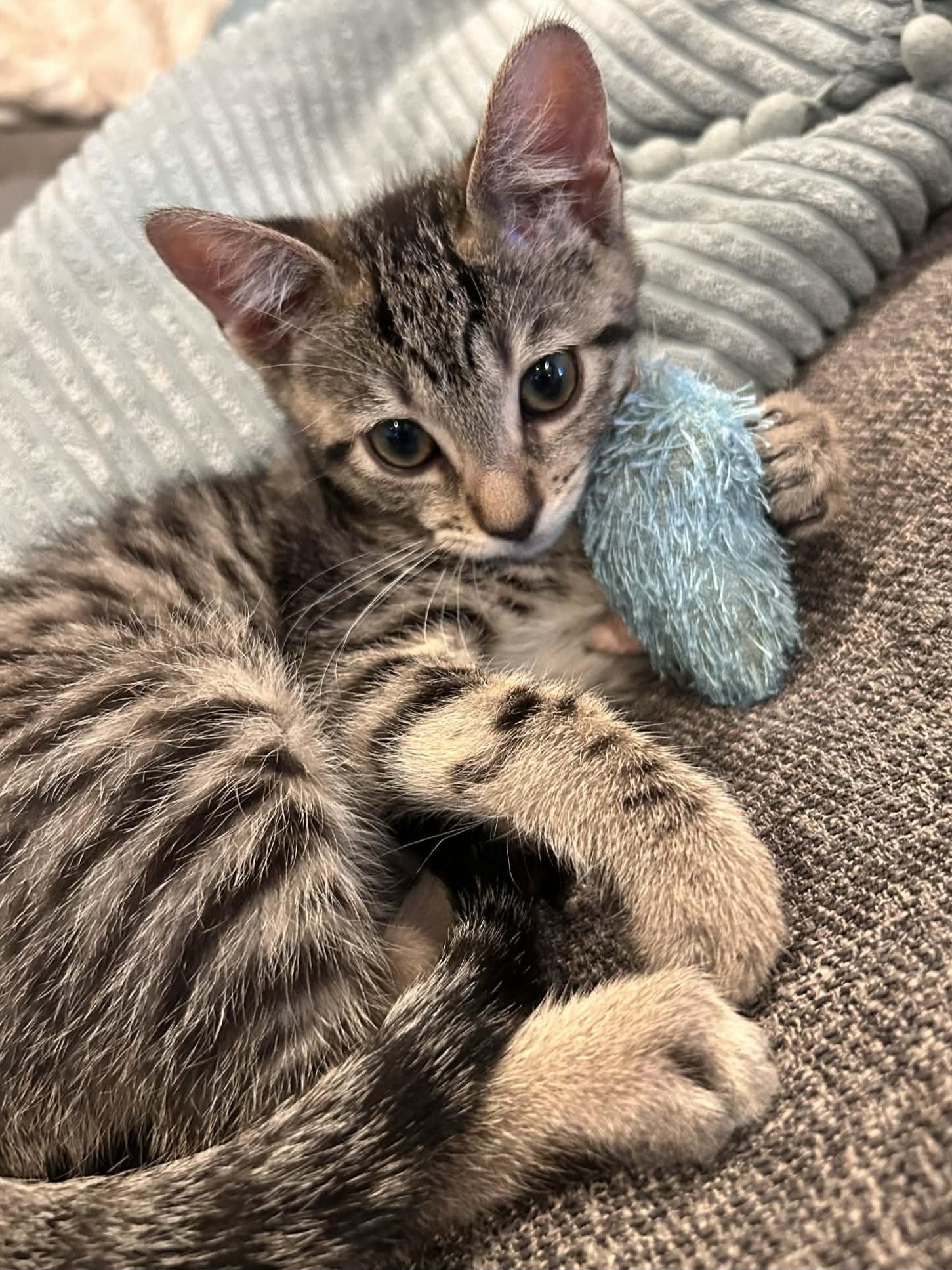 Wren, a Adoptable mixed breed in Yorba Linda, CA image 5/6