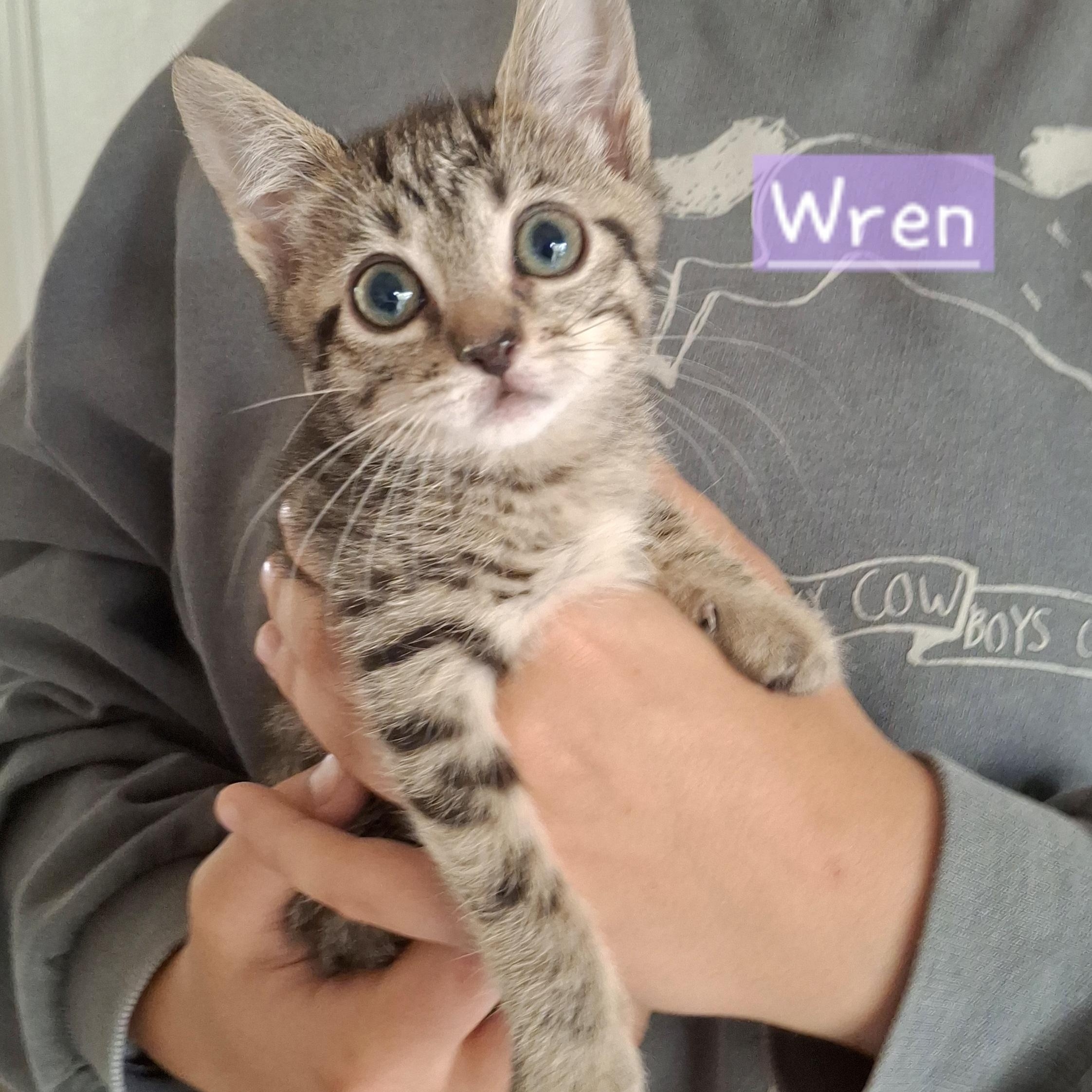 Wren, a Adoptable mixed breed in Yorba Linda, CA image 2/6