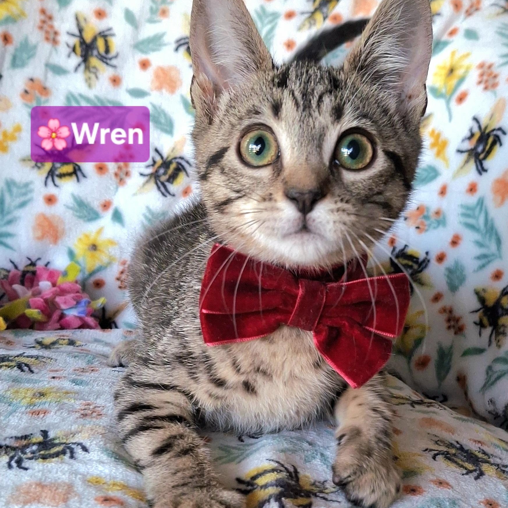 Wren, a Adoptable mixed breed in Yorba Linda, CA image 3/6