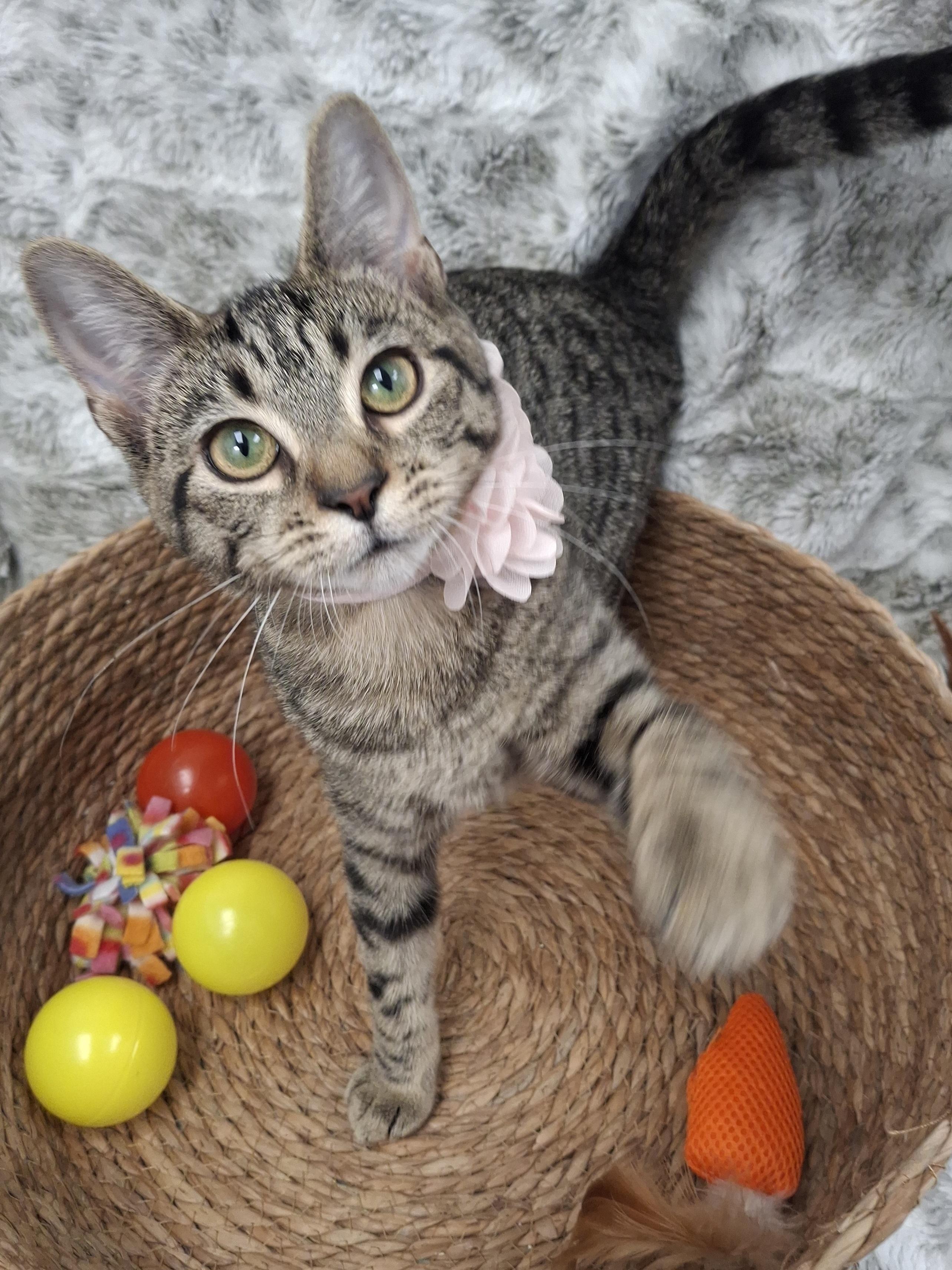 Wren, Adoptable, Kitten Female Domestic Short Hair & Tabby.