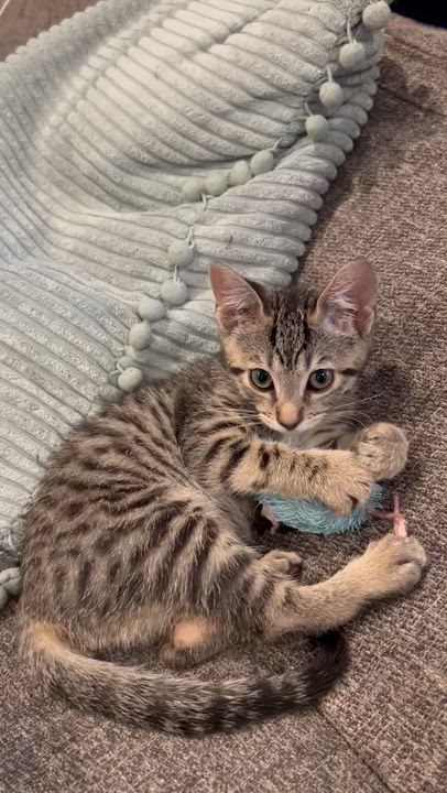 Enlarge Wren, a Adoptable mixed breed in Yorba Linda, CA video 6/6