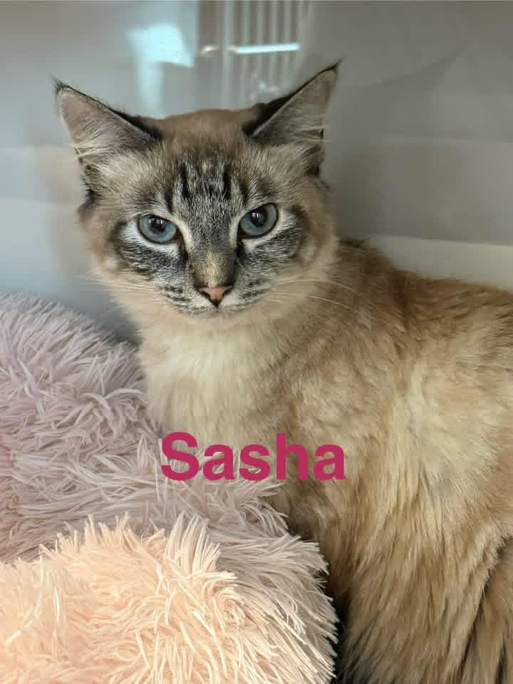 Sasha, Adoptable, Adult Female Siamese.