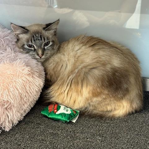 Enlarge Sasha, a Adoptable mixed breed in Phenix City, AL image 2/2