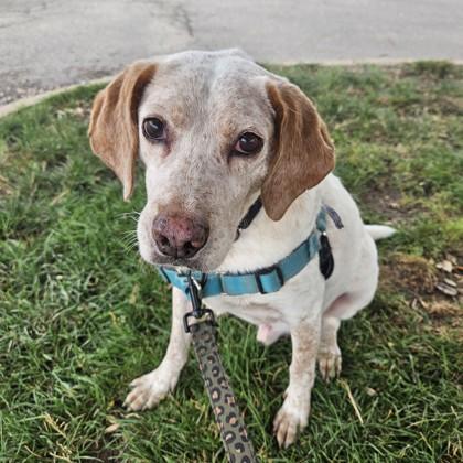 FreezeDance, Adoptable, Adult Male Mixed Breed & Mixed Breed.