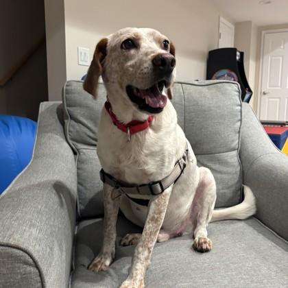 Enlarge FreezeDance, a Adoptable mixed breed in Richmond, VA image 2/3