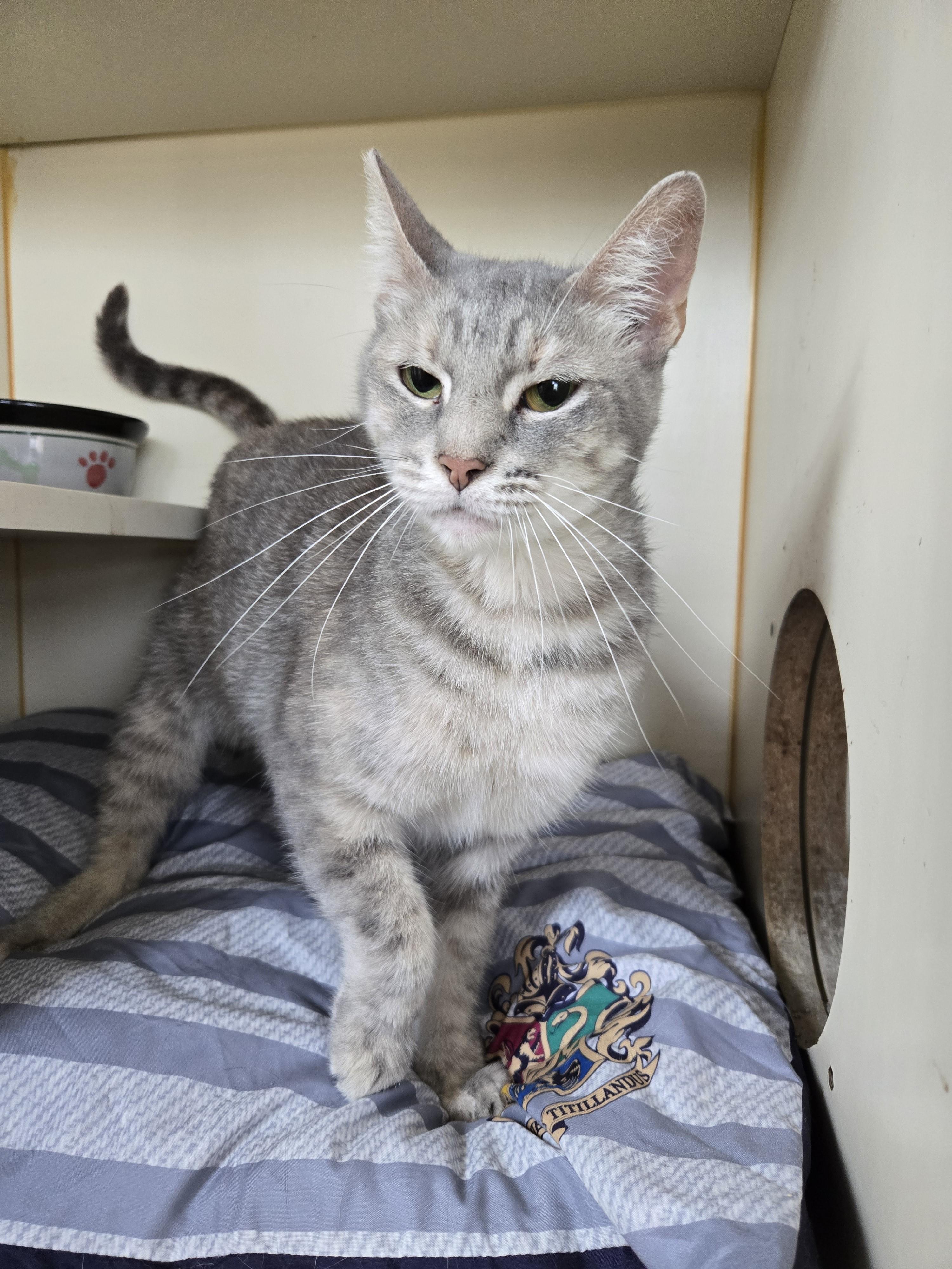 Sylvee, Adult Female unknown
