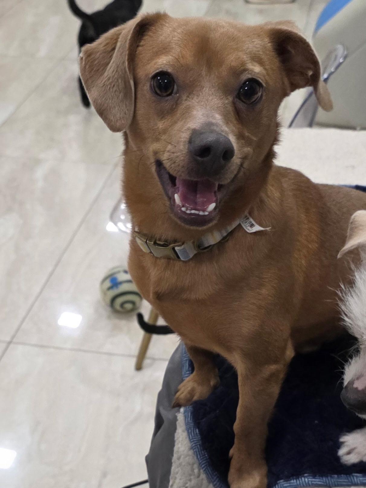 Enlarge Chester, a ADOPTABLE mixed breed in Abington, PA image 1/3