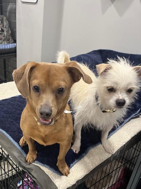 Enlarge Chester, a ADOPTABLE mixed breed in Abington, PA image 2/3