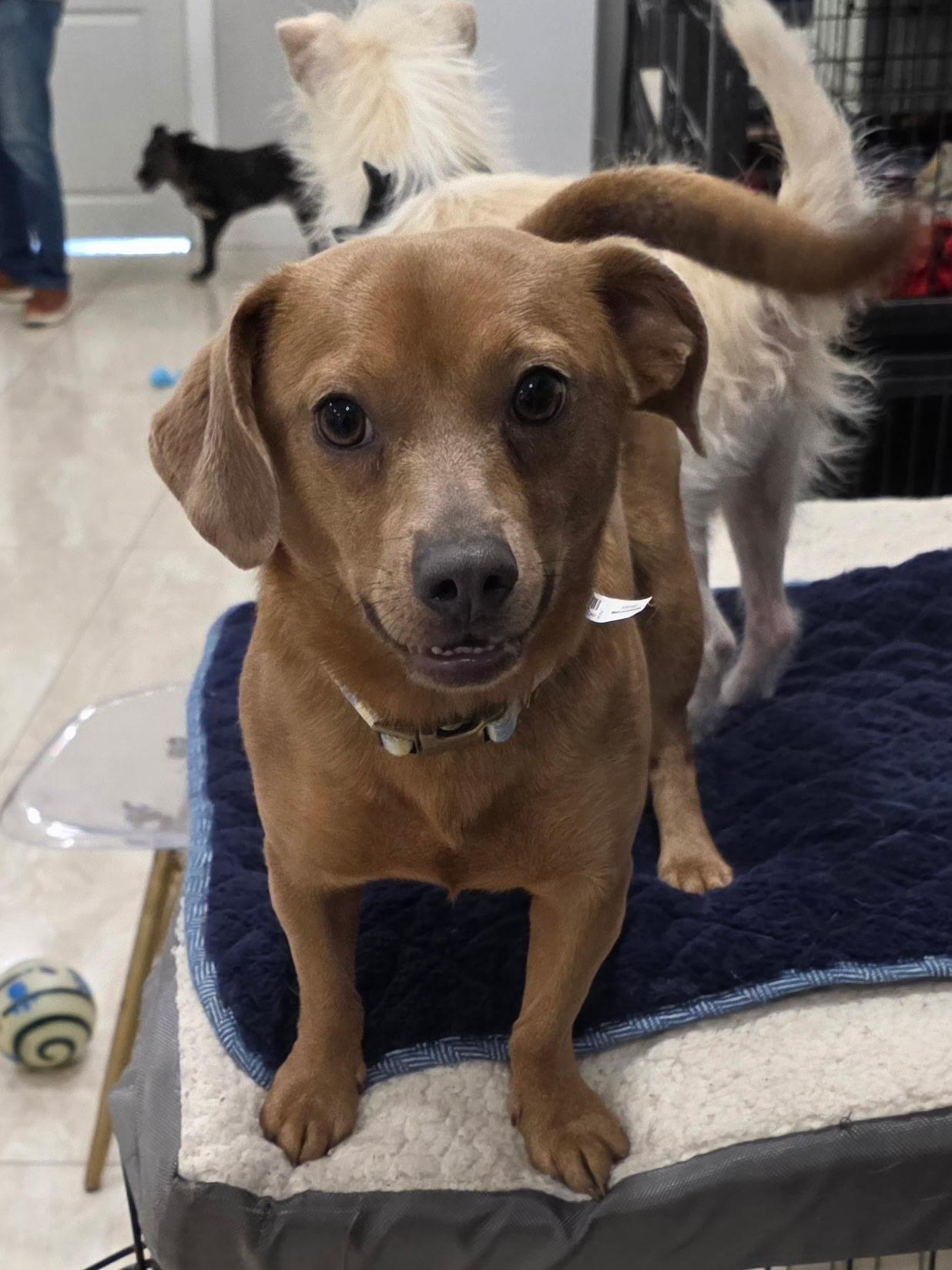 Enlarge Chester, a ADOPTABLE mixed breed in Abington, PA image 3/3