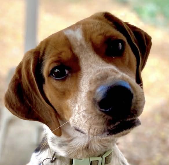 Copper T, Adopted, Young Male Beagle.