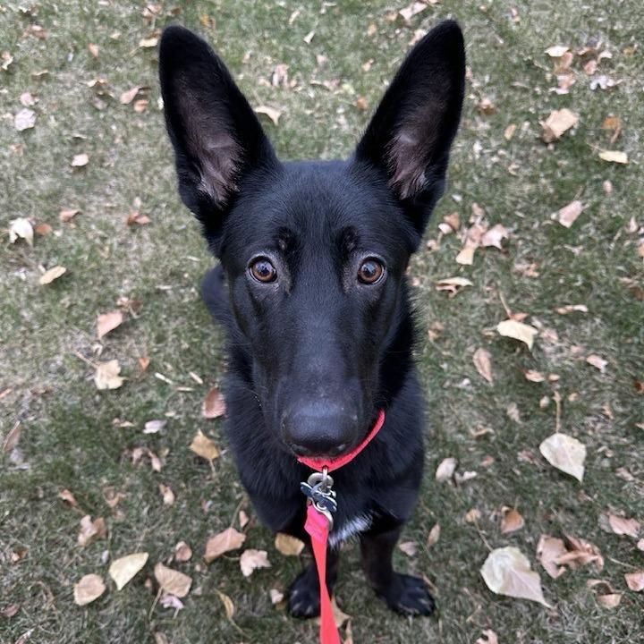 Annalise--In Foster***ADOPTION PENDING***, a Adoptable mixed breed in Fargo, ND image 1/6